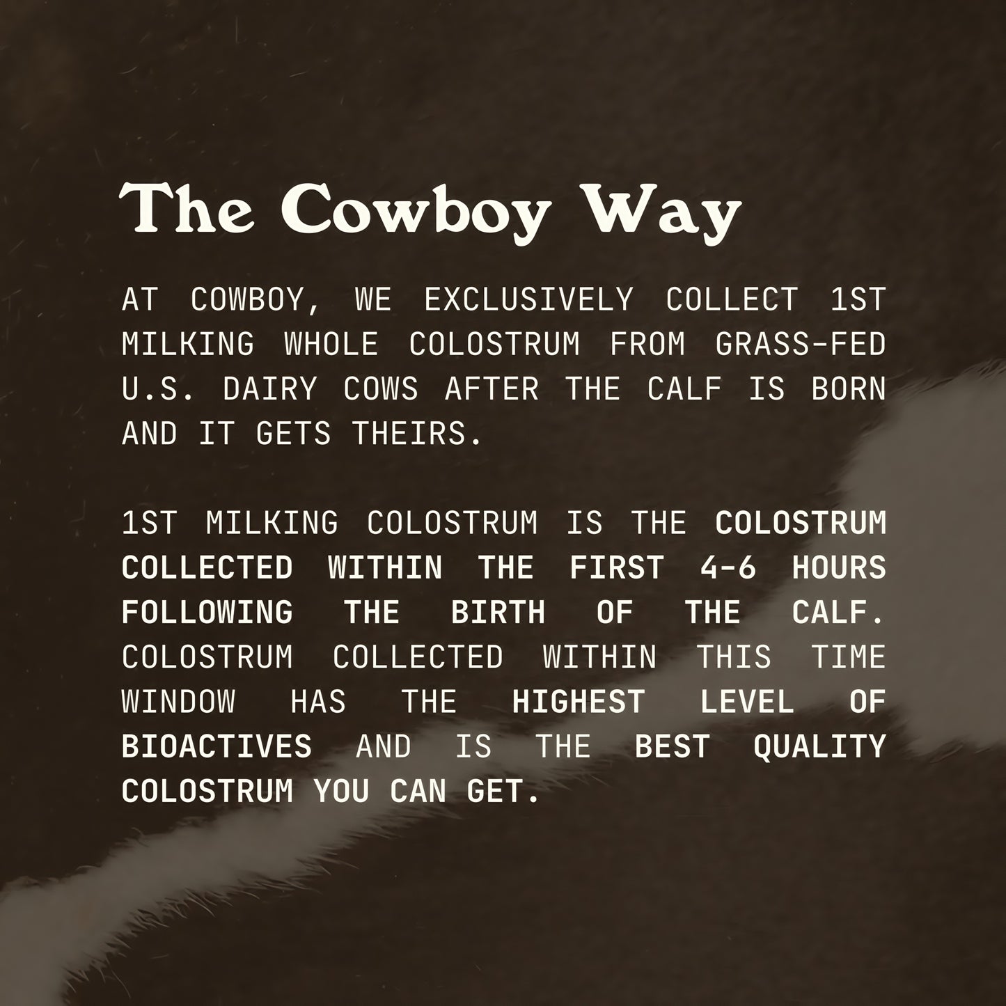 Cowboy Colostrum Powder Supplement for Gut Health Vanilla 40 Servings